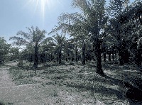 ที่ดินว่างเปล่าหลุดจำนอง ธ.ธนาคารกสิกรไทย ท่ากุ่ม เมืองตราด ตราด